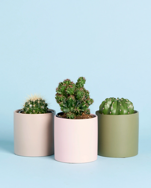 Personalised Cuddly Cactus