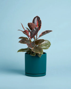 Rubber Plant + Pot