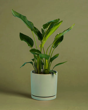 Sympathy Plant + Sage Pot
