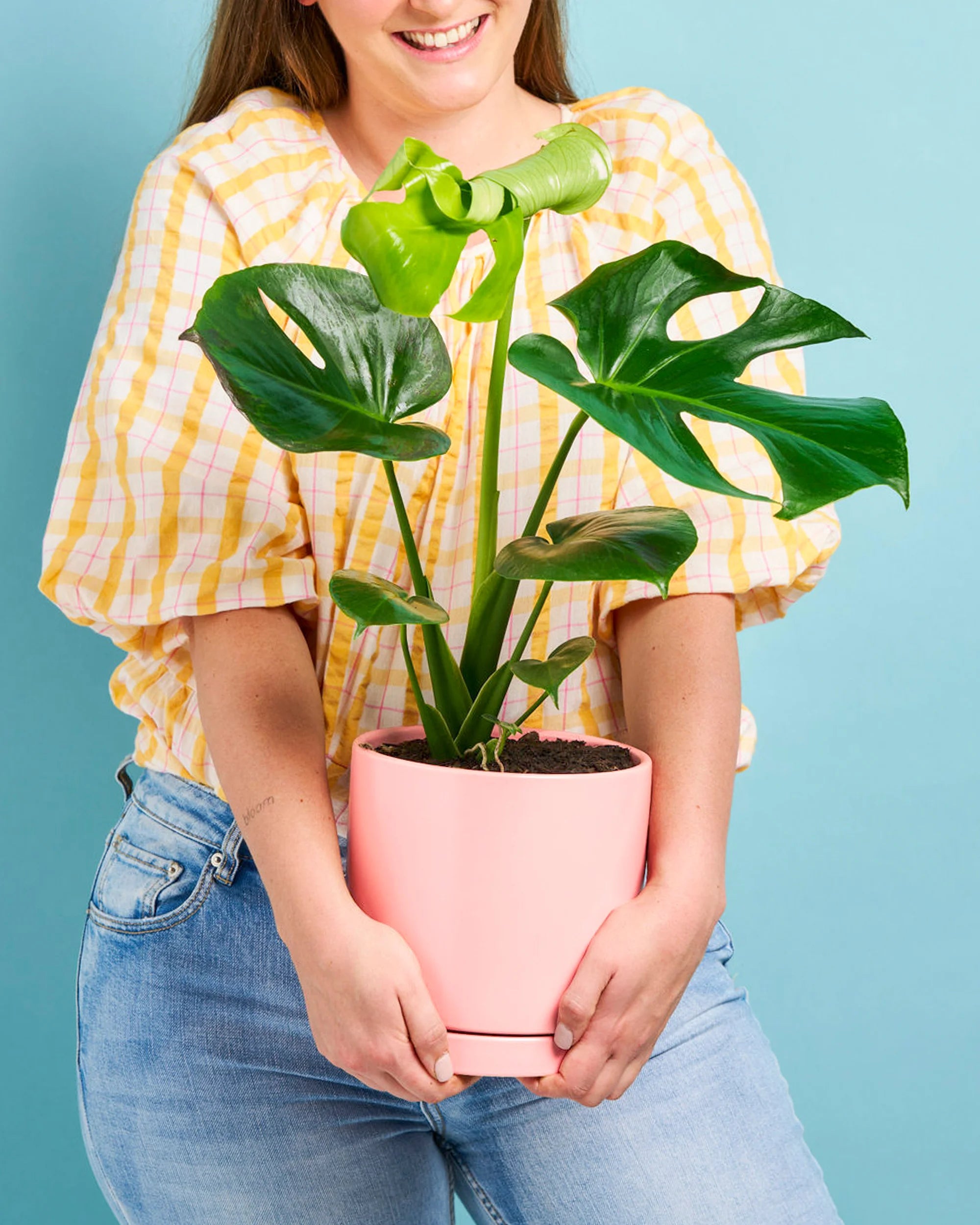 Monstera Plant + Pot