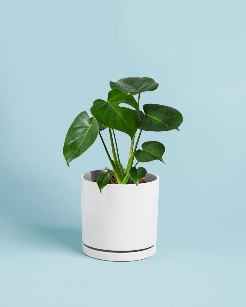 monstera plant in white pot Monstera Plant + Pot