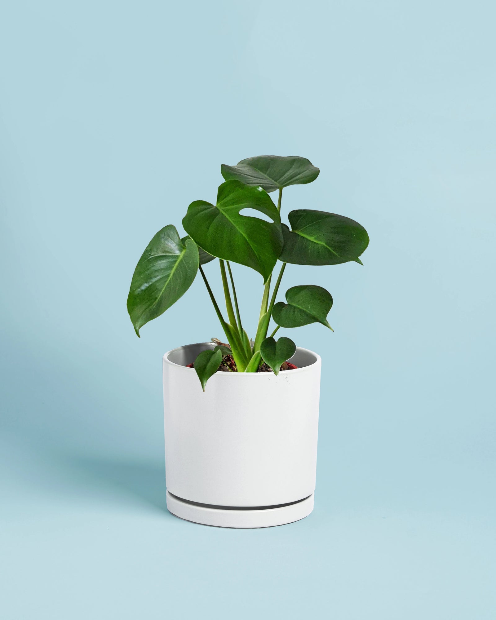 Monstera Plant + Pot