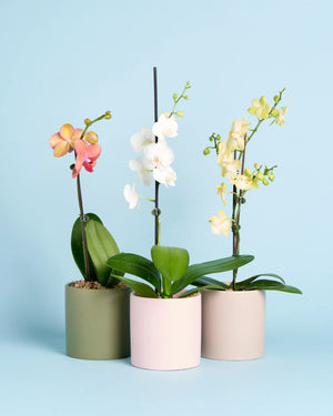 Orchid Plant + Pot