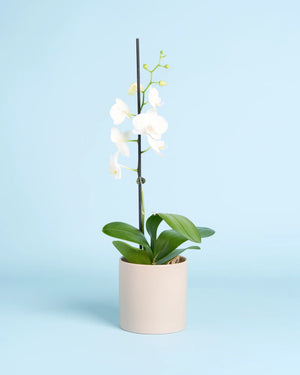 Sweet Orchid