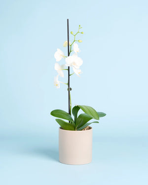 Orchid Plant + Pot