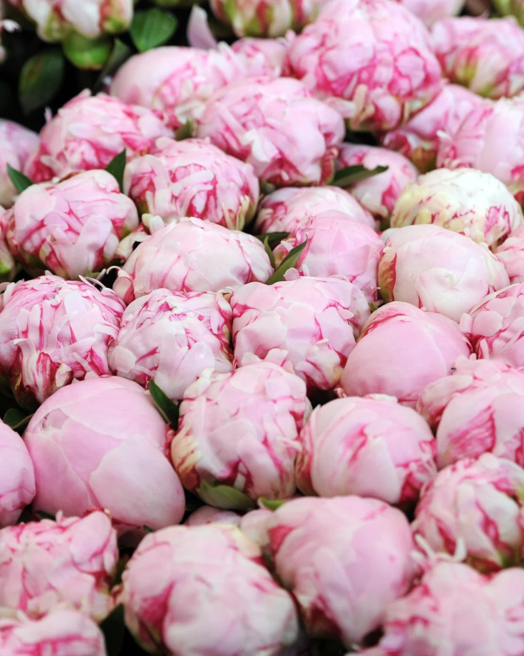 Peonies