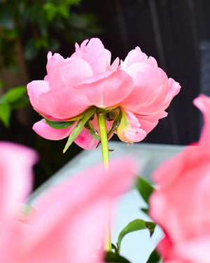 Peonies