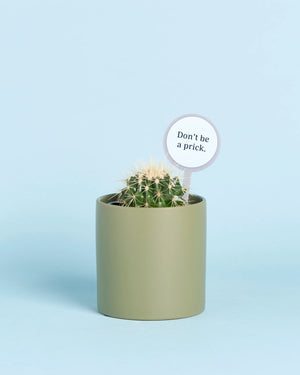 Personalised Cuddly Cactus