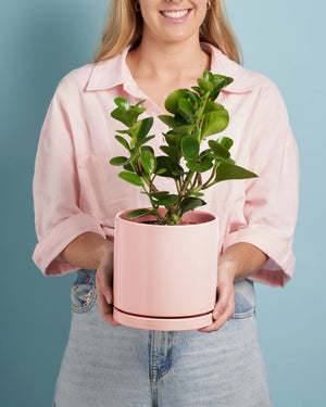 Plant Pro