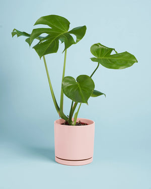 Plant + Dusty Pink Pot