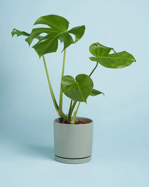 Plant + Lolly Box