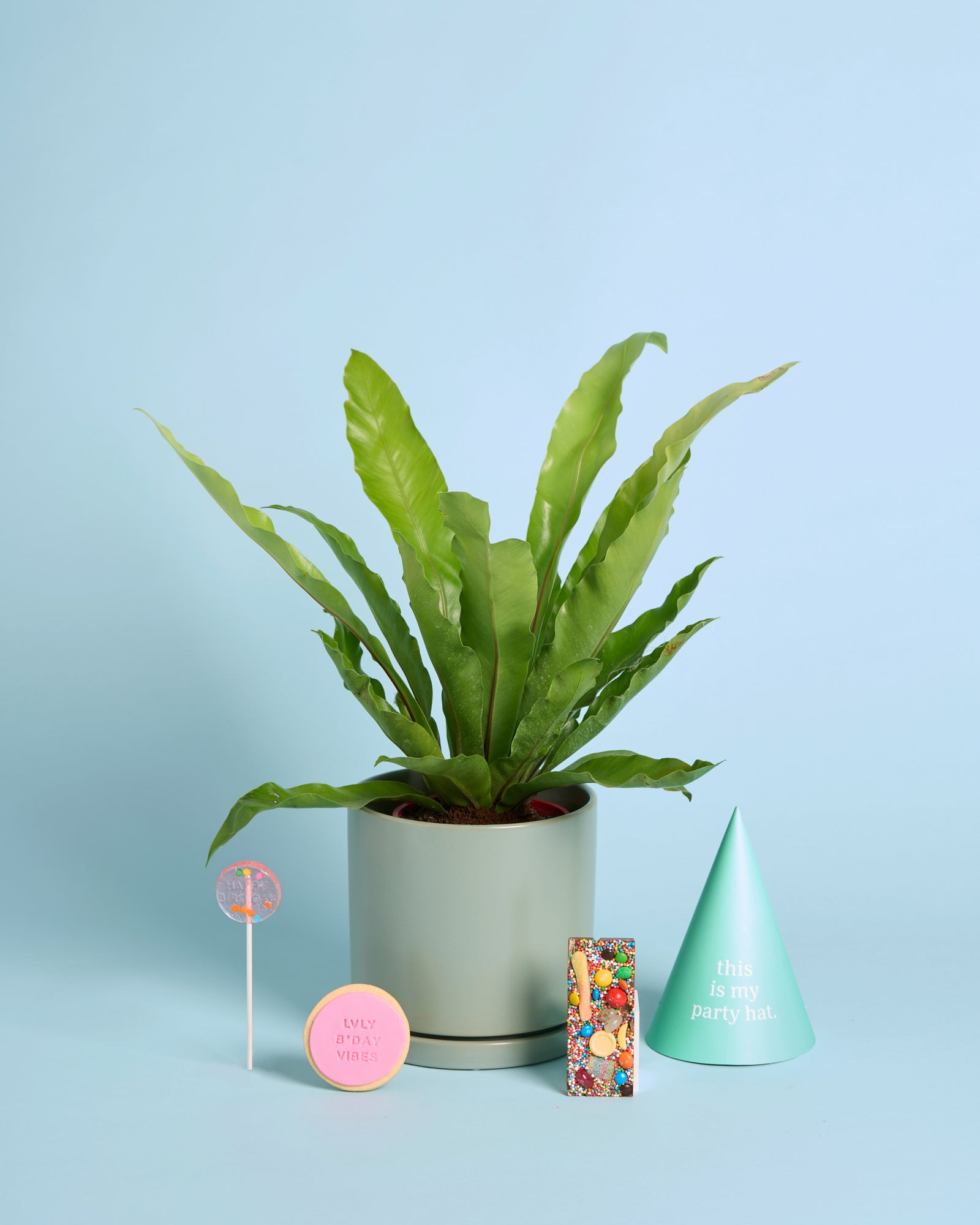 Plant Lover B'day Box