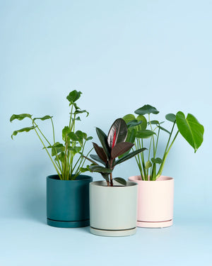 Plant + Care Kit
