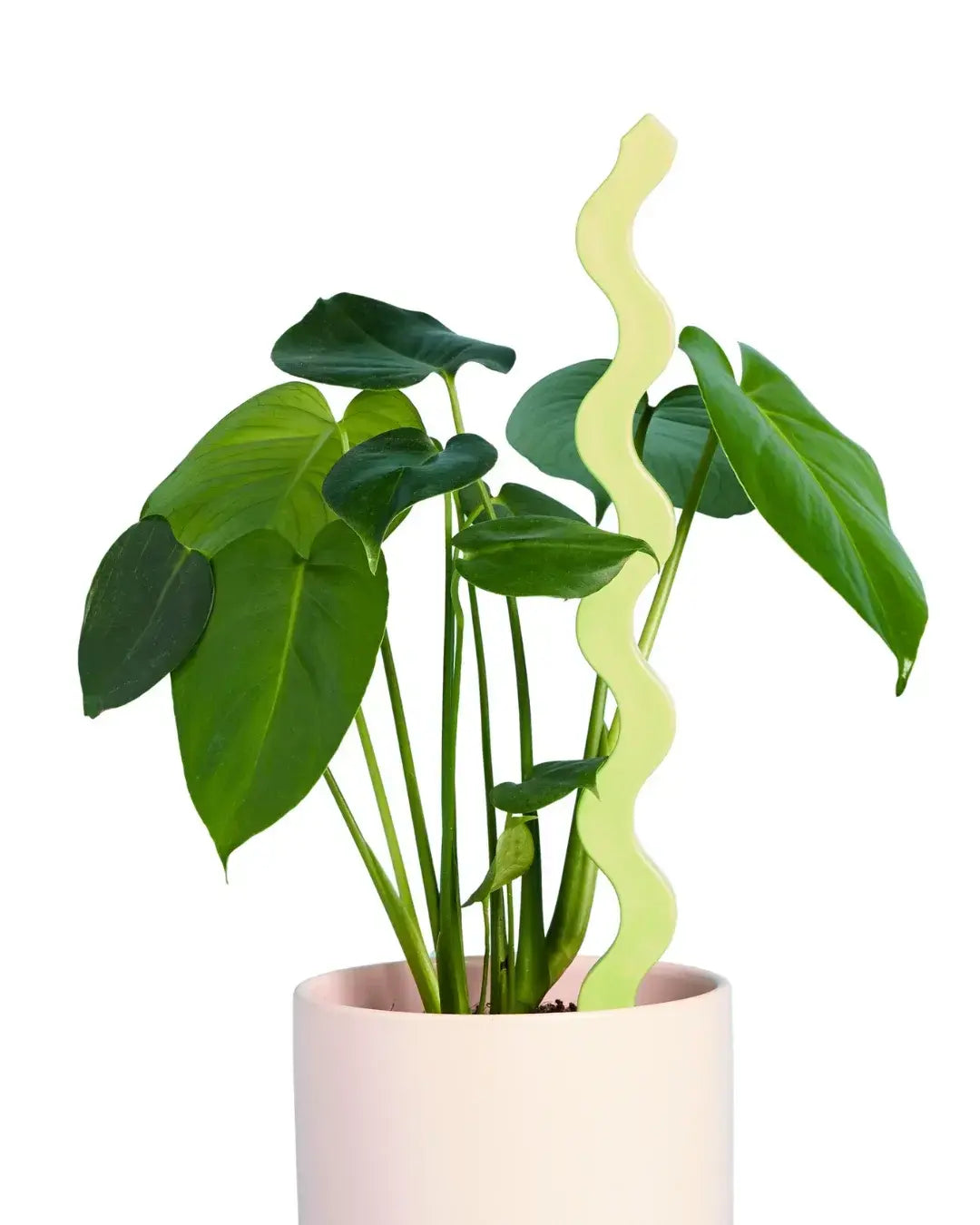 Wavy Plant Stake - Pistachio