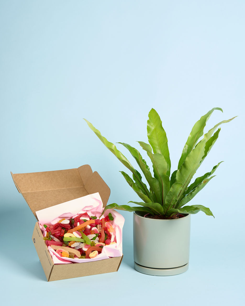 Plant + Lolly Box