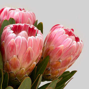 Proteas + Vase