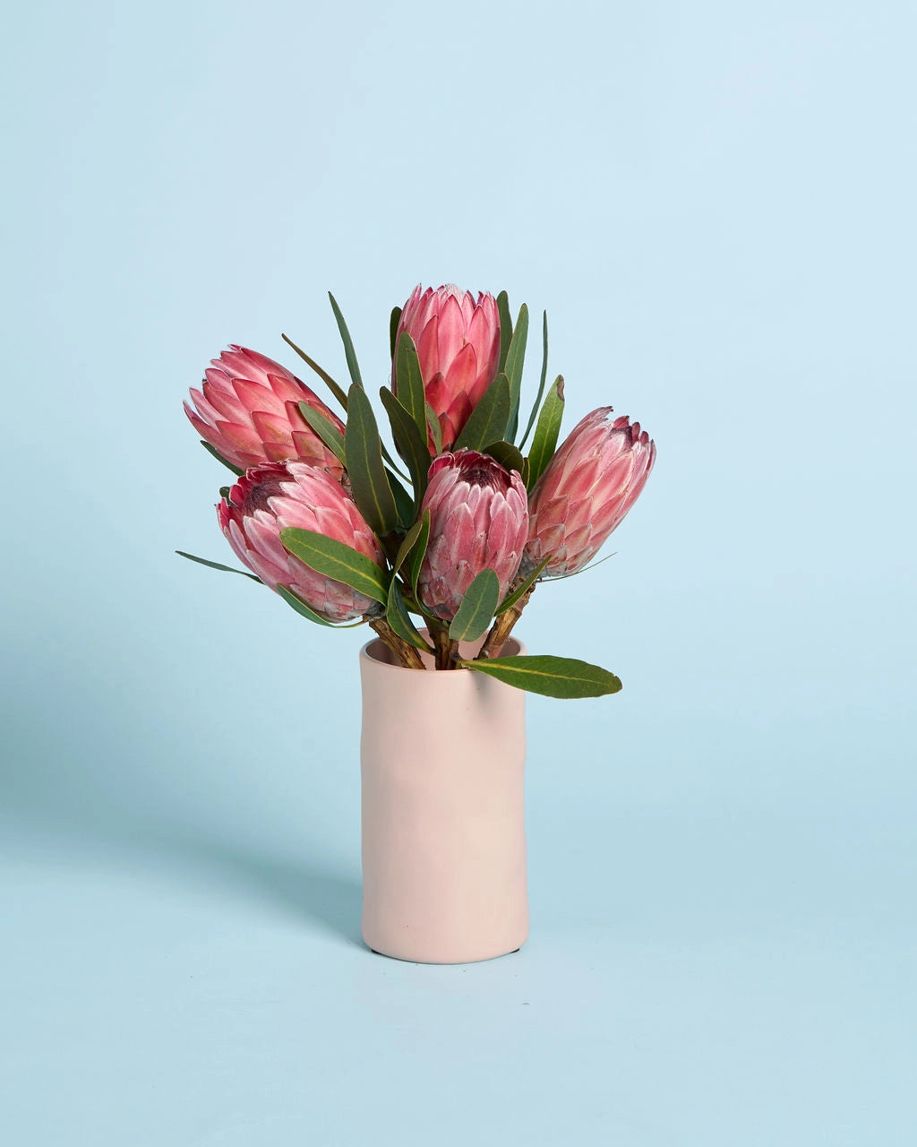 Proteas + Vase