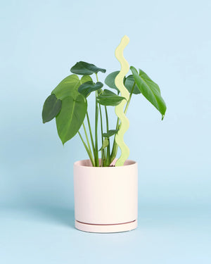 Plant + Recycled Plant Stake