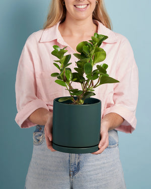 Plant + Teal Pot