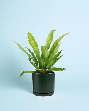 Plant + Teal Pot