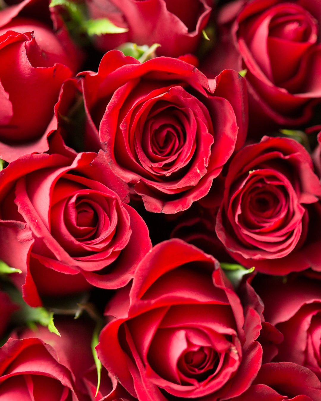 Red Roses Bouquet - Same Day Delivery | LVLY