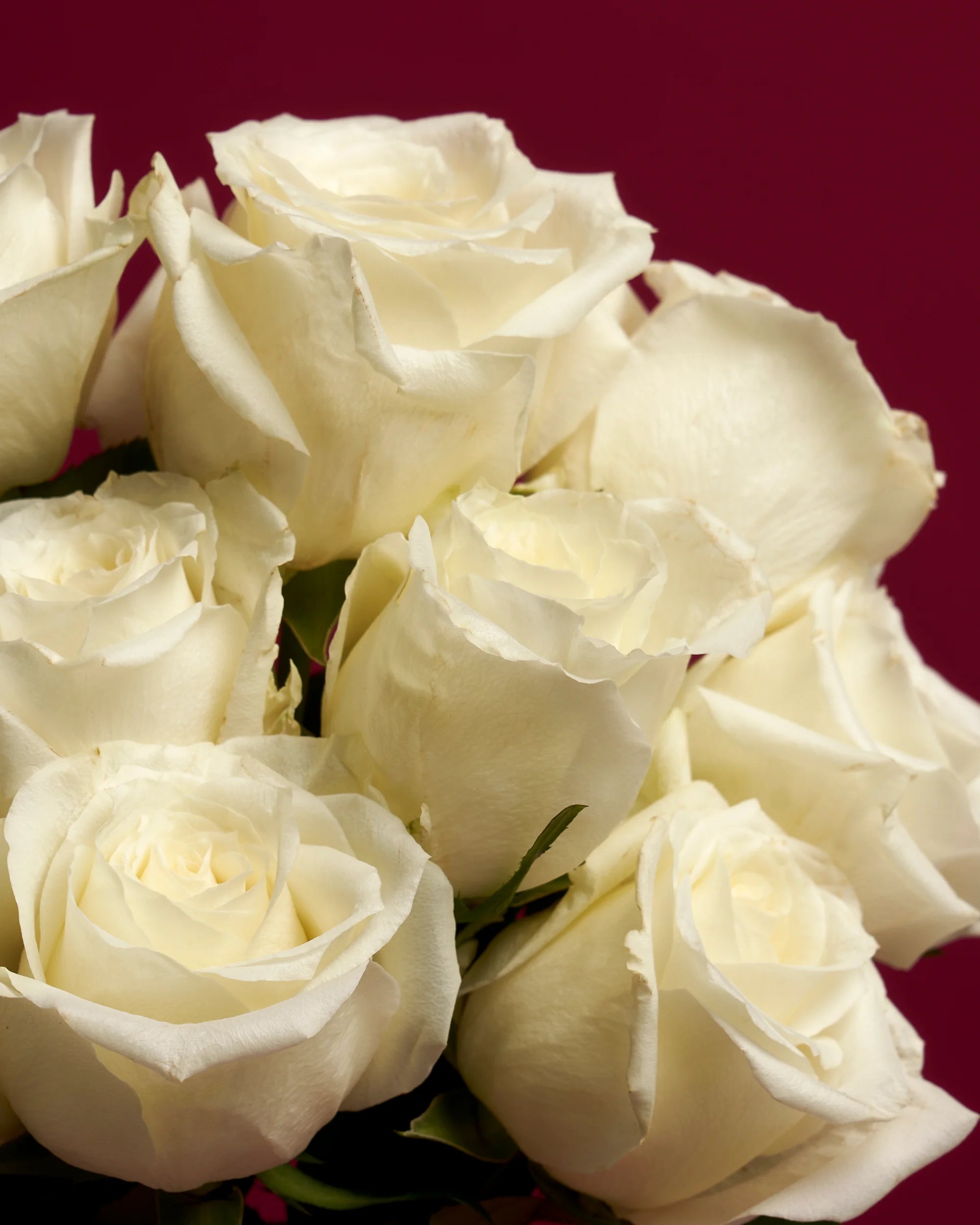 White Roses - by Rose Rush