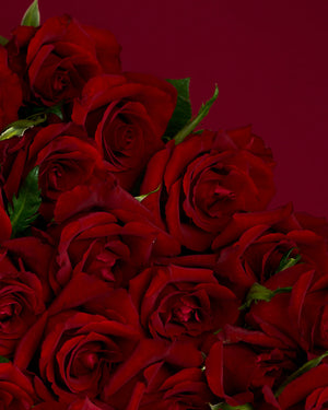 Long Stem Roses - by Rose Rush