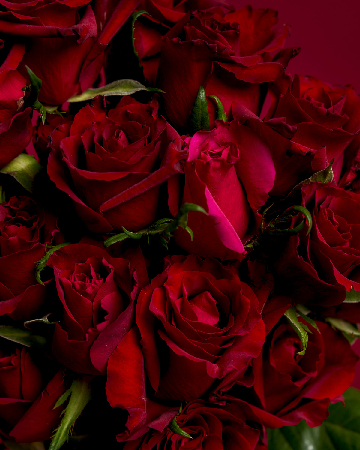 Red Hot Roses - by Rose Rush