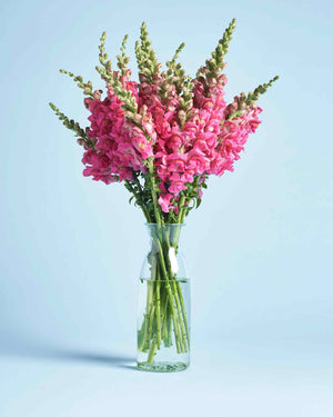 Snapdragons